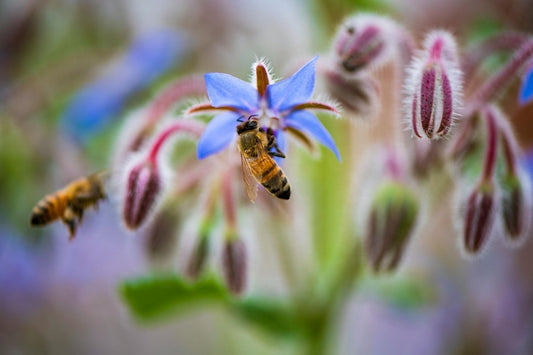 How Bee Pearl Supports Hormonal Balance - Naturalis