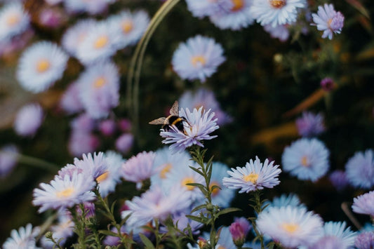 Nature's Treasure - Naturalis