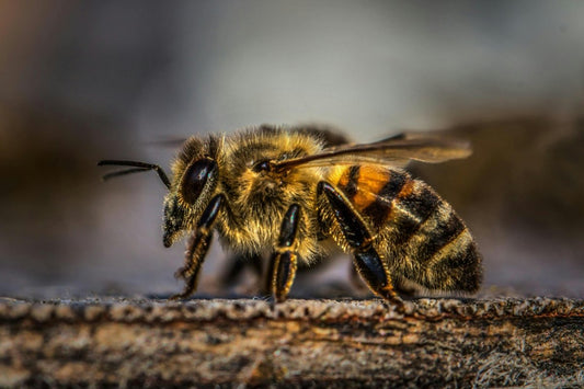 Unlock the Benefits of Bee Pearl: Nature's Radiant Treasure - Naturalis