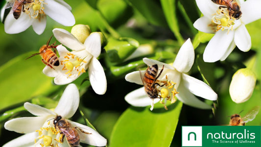 Bee Pearl: Nature's Hidden Treasure for Wellness - Naturalis