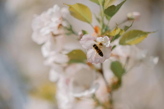 Discover How Bee Pearl Capsules Can Help Alleviate Allergies Naturally - Naturalis